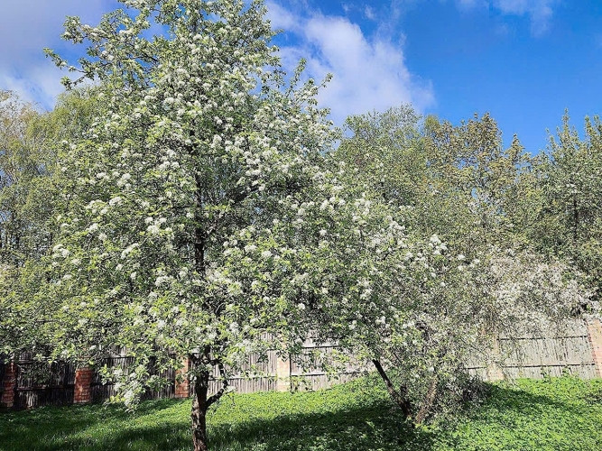 Продается доходная недвижимость - дом с сданными в аренду 4 квартирами и большим Рига - изображение 18