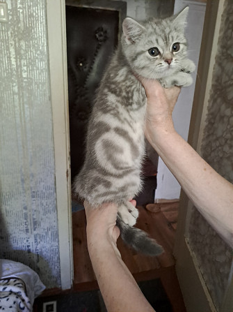 Продаю Рига - изображение 1