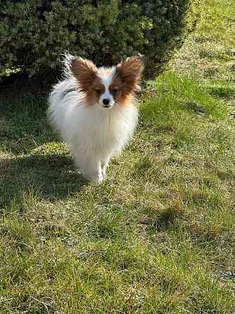 Papillon Даугавпилс