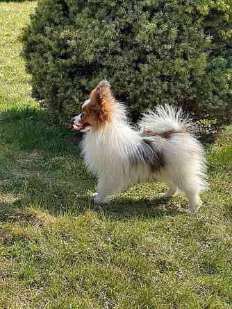 Papillon Даугавпилс