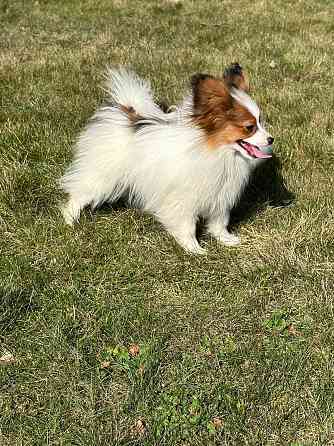 Papillon Даугавпилс
