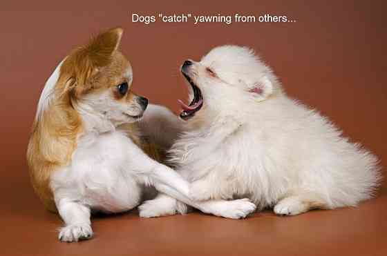 Hotel Dogs And Cats Рига