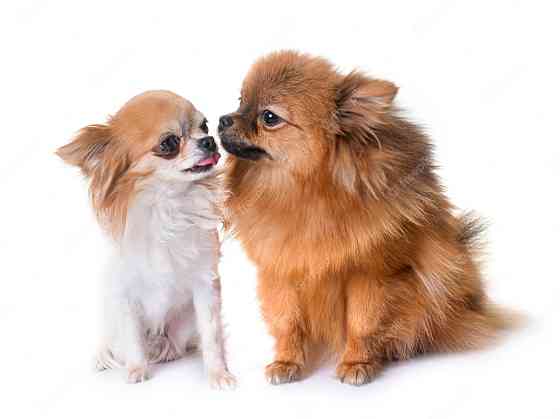 Hotel dogs and cats Rīga