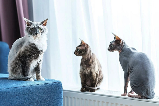 Hotel dogs and cats Рига - изображение 3