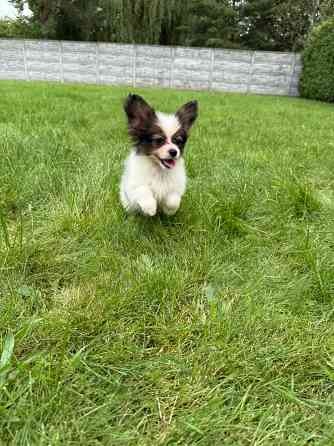 Papillon щенки Даугавпилс