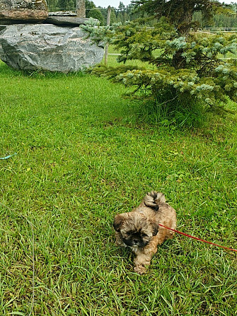 Ši-tcu meitene Ropaži - foto 2