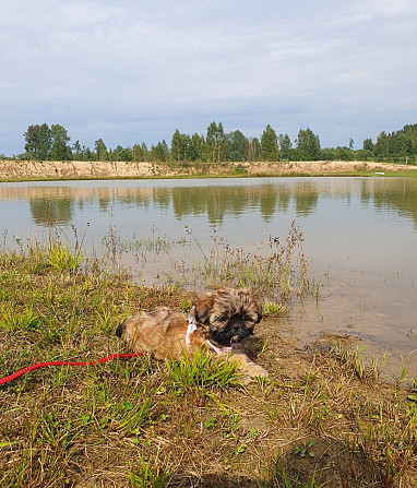 Ši-tcu meitene Ropaži - foto 4