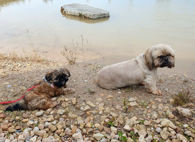 Ši-tcu meitene Ropaži - foto 5
