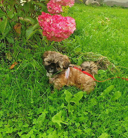 Ši-tcu meitene Ropaži - foto 1