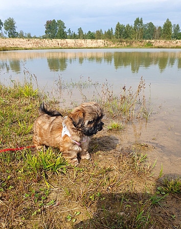 Ši-tcu meitene Ropaži - foto 7