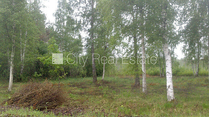 Зеленая территория, благоустроенная озеленённая территория, земля граничит с Тукумс и Тукумский край - изображение 1