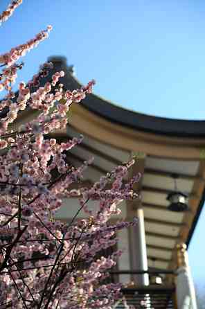 Напрямую из Японии от носителя языка ( в данный момент есть свободные каждое утро рабочего дня с... Рига