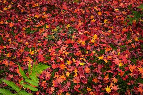 Напрямую из Японии от носителя языка ( в данный момент есть свободные каждое утро рабочего дня с... Рига