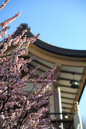 Напрямую из Японии от носителя языка ( в данный момент есть свободные каждое утро рабочего дня с... Рига - изображение 4