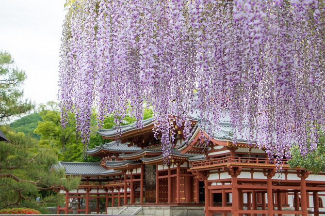 Напрямую из Японии от носителя языка ( в данный момент есть свободные каждое утро рабочего дня с... Рига - изображение 5