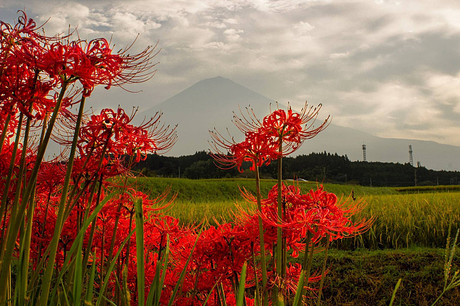 Напрямую из Японии от носителя языка ( в данный момент есть свободные каждое утро рабочего дня с... Рига - изображение 2