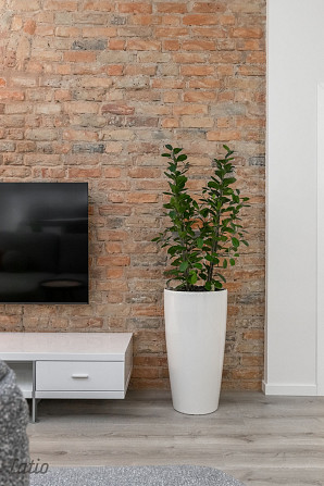 Izīrē divistabu  dzīvokli pilsētas klusajā centrā.
Dzīvoklī ir viesistaba apvienota kopā ar virtuvi, Рига - изображение 5