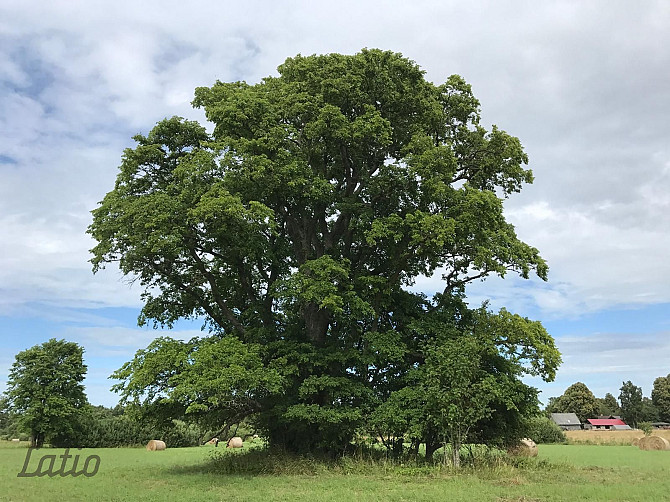 Investīciju objekts pie jūras  43,64 ha ar elektrības pieslēgumu
Pārdod četrus blakus esošus zemes g Лиепая - изображение 1