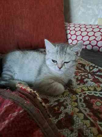 Продаю Британская прямоухая 2 месяца 2 девочки и 1 вислоухая Rīga