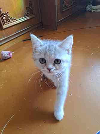 Продаю Британская прямоухая 2 месяца 2 девочки и 1 вислоухая Rīga