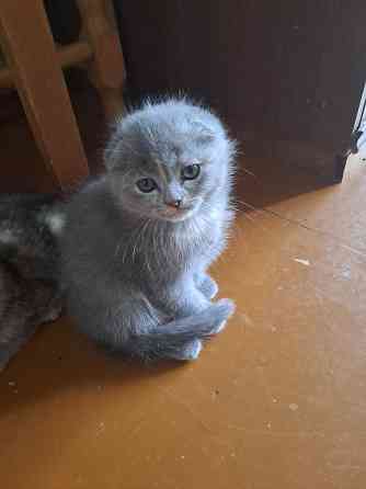 Продаю Британская прямоухая 2 месяца 2 девочки и 1 вислоухая Rīga