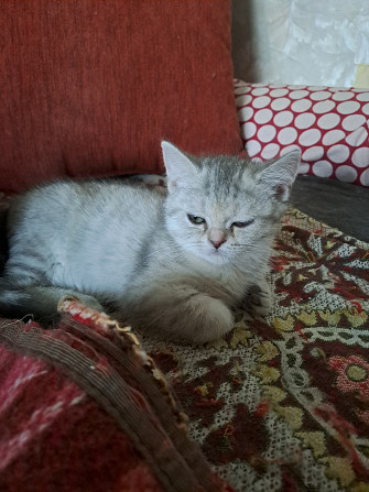 Продаю Британская прямоухая 2 месяца 2 девочки и 1 вислоухая Rīga - foto 3