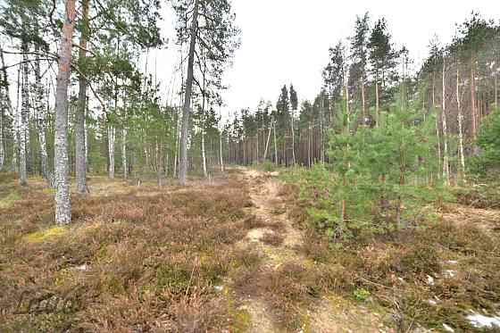 Pārdod privātmāju apbūves zemesgabalu Vecdaugavā, Brīzes iela 58. Zemesgabals atmežojams no priedēm  Рига