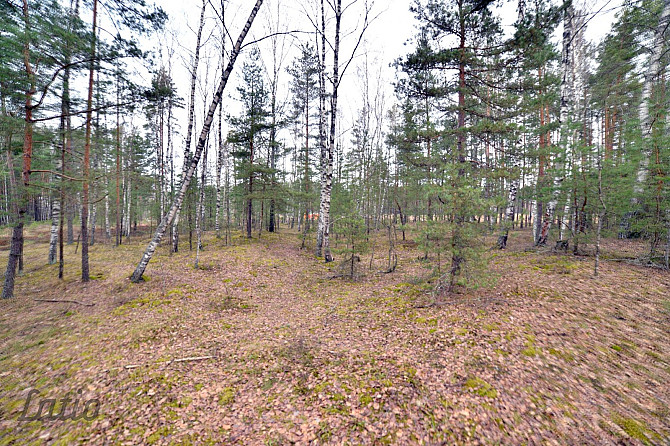 Pārdod privātmāju apbūves zemesgabalu Vecdaugavā, Brīzes iela 58. Zemesgabals atmežojams no priedēm  Рига - изображение 5