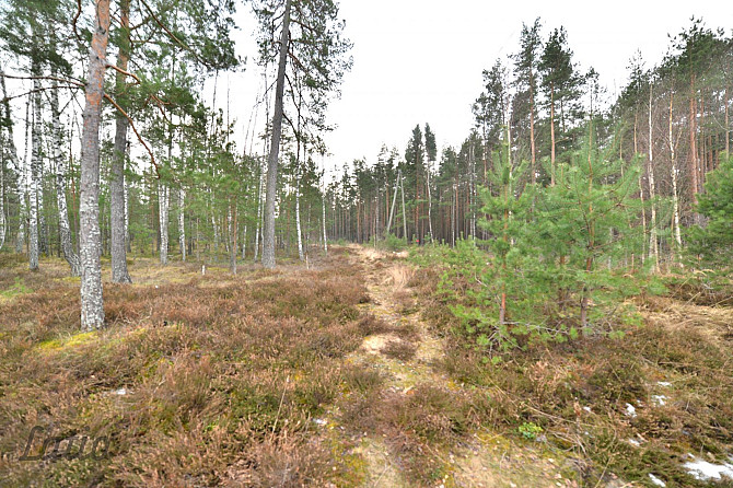 Pārdod privātmāju apbūves zemesgabalu Vecdaugavā, Brīzes iela 58. Zemesgabals atmežojams no priedēm  Рига - изображение 2