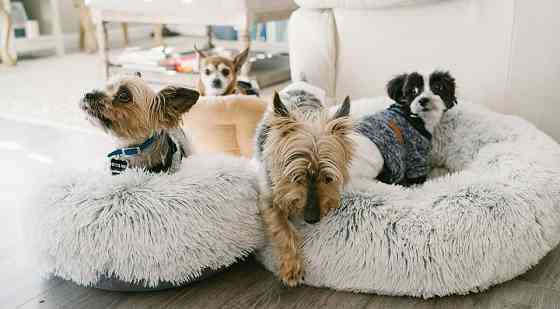 Mazu šķirņu audžuģimenes kaķis un suns, ģimenes kaķis un suns, uz jebkuru laiku, mājas vidē.NO 2... Rīga