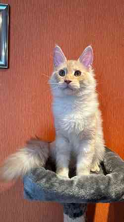 WCF sistēmas audzētava "Silent Fang" piedāvā apburošus Meinkūnu (Maine Coon) šķirnes puikas.... Daugavpils