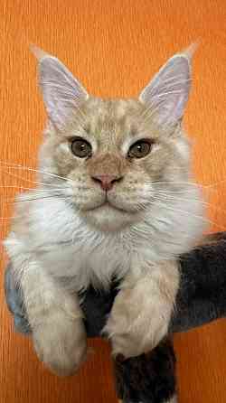 WCF sistēmas audzētava "Silent Fang" piedāvā apburošus Meinkūnu (Maine Coon) šķirnes puikas.... Daugavpils