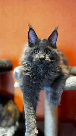 WCF sistēmas audzētava "Silent Fang" piedāvā apburošus Meinkūnu (Maine Coon) šķirnes puikas.... Daugavpils