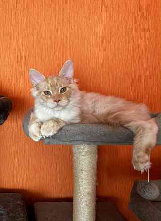 WCF sistēmas audzētava "Silent Fang" piedāvā apburošus Meinkūnu (Maine Coon) šķirnes puikas.... Daugavpils