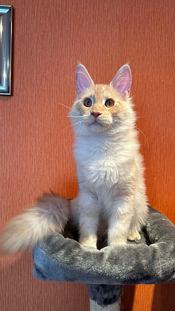 WCF sistēmas audzētava "Silent Fang" piedāvā apburošus Meinkūnu (Maine Coon) šķirnes puikas.... Daugavpils - foto 6