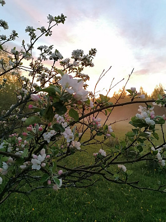 Pārdod skaistu, sakoptu lauku īpašumu gleznainā vietā, mazas upītes krastā. Labs variants... Огре - изображение 10