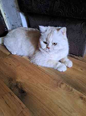 Продаю шотландского кота 3 года род. 21.01.2023 г .привит спокойный Rīga