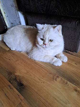 Продаю шотландского кота 3 года род. 21.01.2023 г .привит спокойный Rīga - foto 1