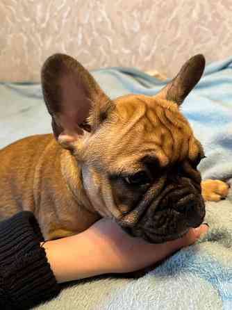 Вариант «Игривый и яркий» (универсальный для обеих) Французские крошки — ну просто картинки!... Rīga