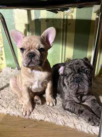 Четыре лапочки-дочки? О нет. У нас эксклюзивный, чудесный букет: Три грации-девочки, нежных и... Rīga