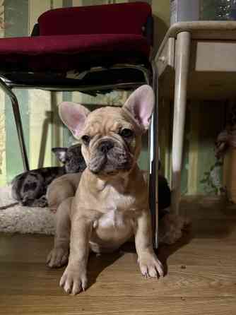 Четыре лапочки-дочки? О нет. У нас эксклюзивный, чудесный букет: Три грации-девочки, нежных и... Rīga