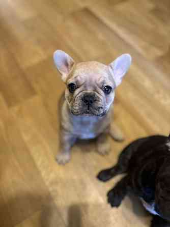 Четыре лапочки-дочки? О нет. У нас эксклюзивный, чудесный букет: Три грации-девочки, нежных и... Rīga