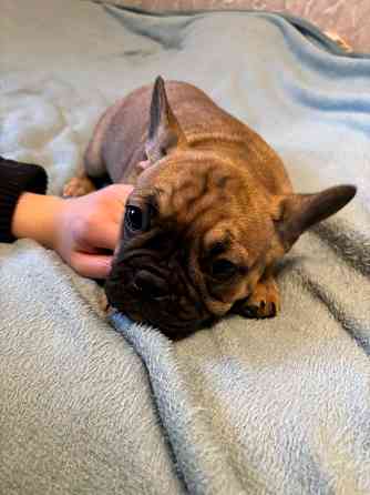 Вариант «Игривый и яркий» (универсальный для обеих) Французские крошки — ну просто картинки!... Rīga