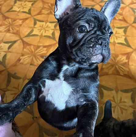 Вариант «Игривый и яркий» (универсальный для обеих) Французские крошки — ну просто картинки!... Rīga