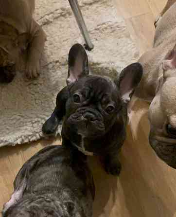 Вариант «Игривый и яркий» (универсальный для обеих) Французские крошки — ну просто картинки!... Rīga