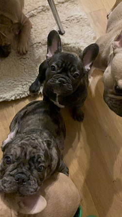 Вариант «Игривый и яркий» (универсальный для обеих)
Французские крошки — ну просто картинки!... Rīga - foto 7