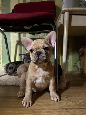 Четыре лапочки-дочки? О нет.
У нас эксклюзивный, чудесный букет:
Три грации-девочки, нежных и... Rīga - foto 2