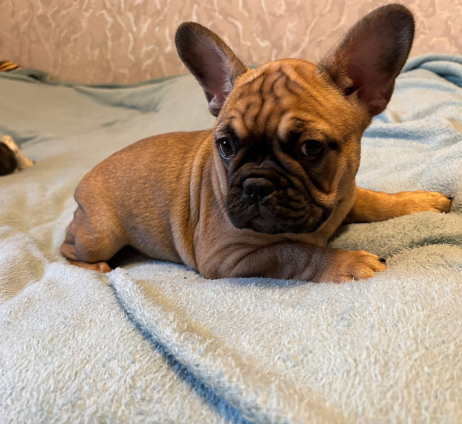 Вариант «Игривый и яркий» (универсальный для обеих)
Французские крошки — ну просто картинки!... Rīga - foto 4