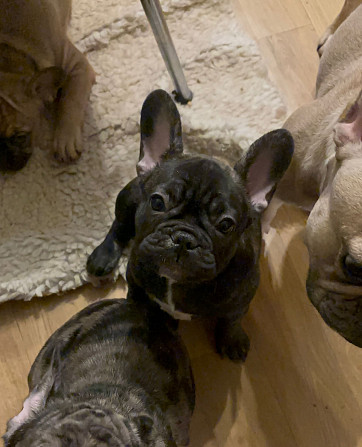 Вариант «Игривый и яркий» (универсальный для обеих)
Французские крошки — ну просто картинки!... Rīga - foto 1