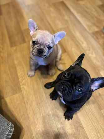 Щенки девочки Французский бульдог , ищут любящий дом . Две очаровательные девочки окрас -чёрная и... Рига